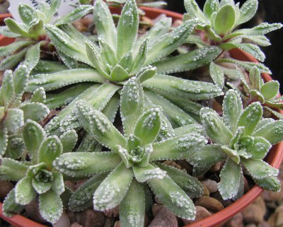 Saxifraga paniculata 'Cockscomb'